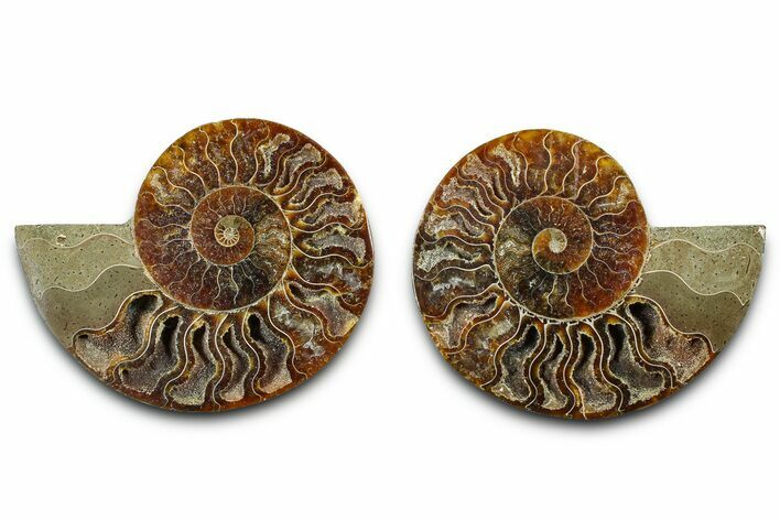 Cut & Polished Ammonite Fossil - Madagascar #377529